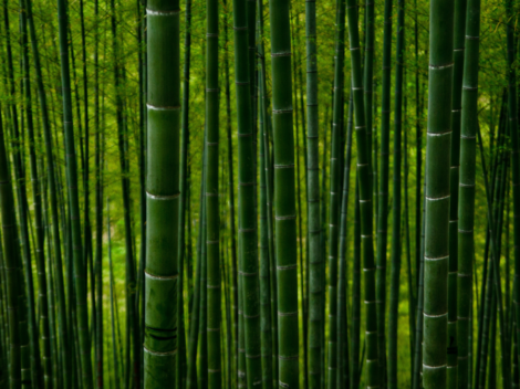 bamboo material