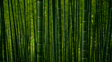 bamboo material